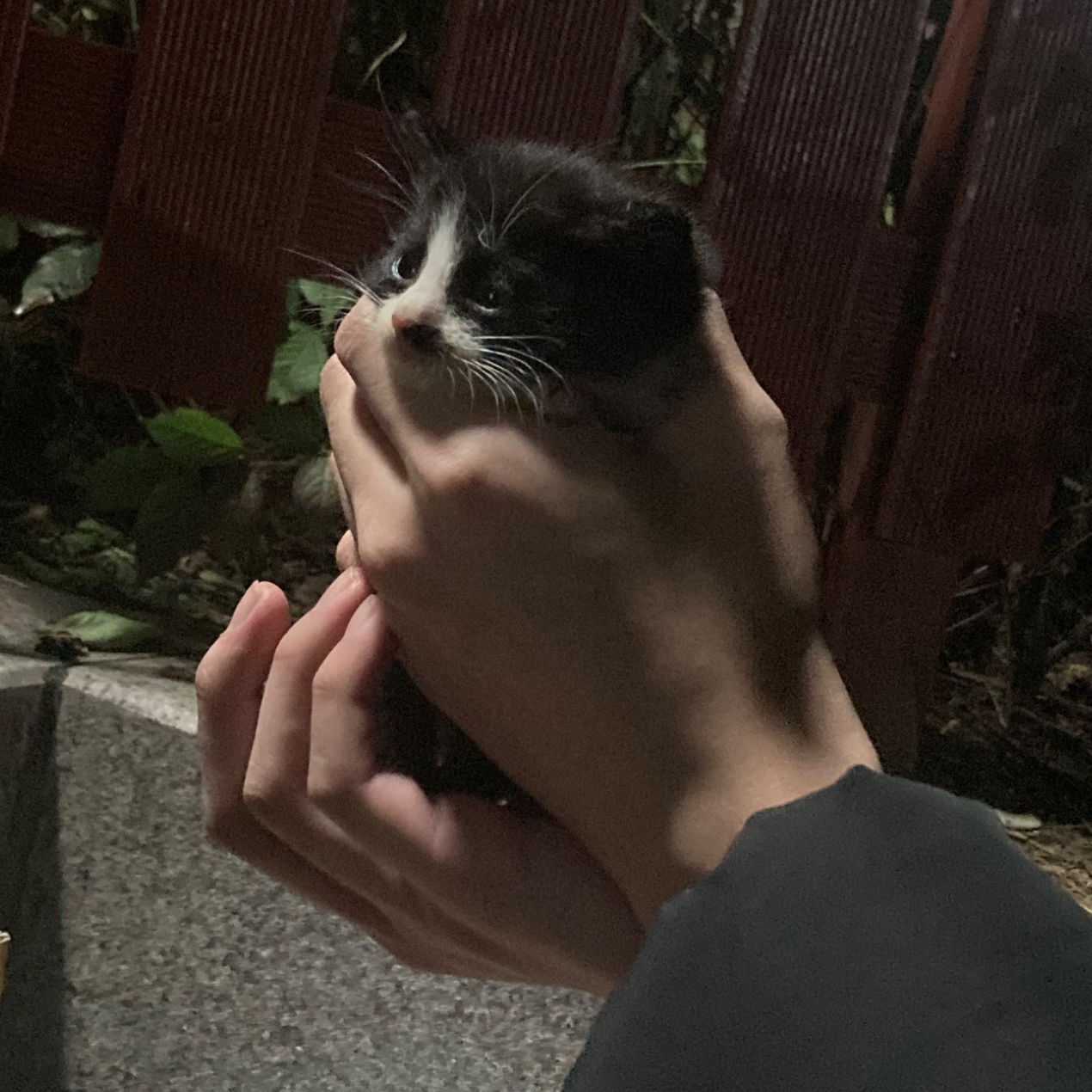 고양이좋아(owo_cat) · DOR